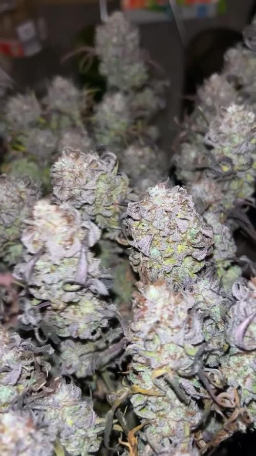 Lemon Cherry Gelato