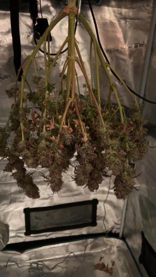Lemon Cherry Gelato. Week 18
