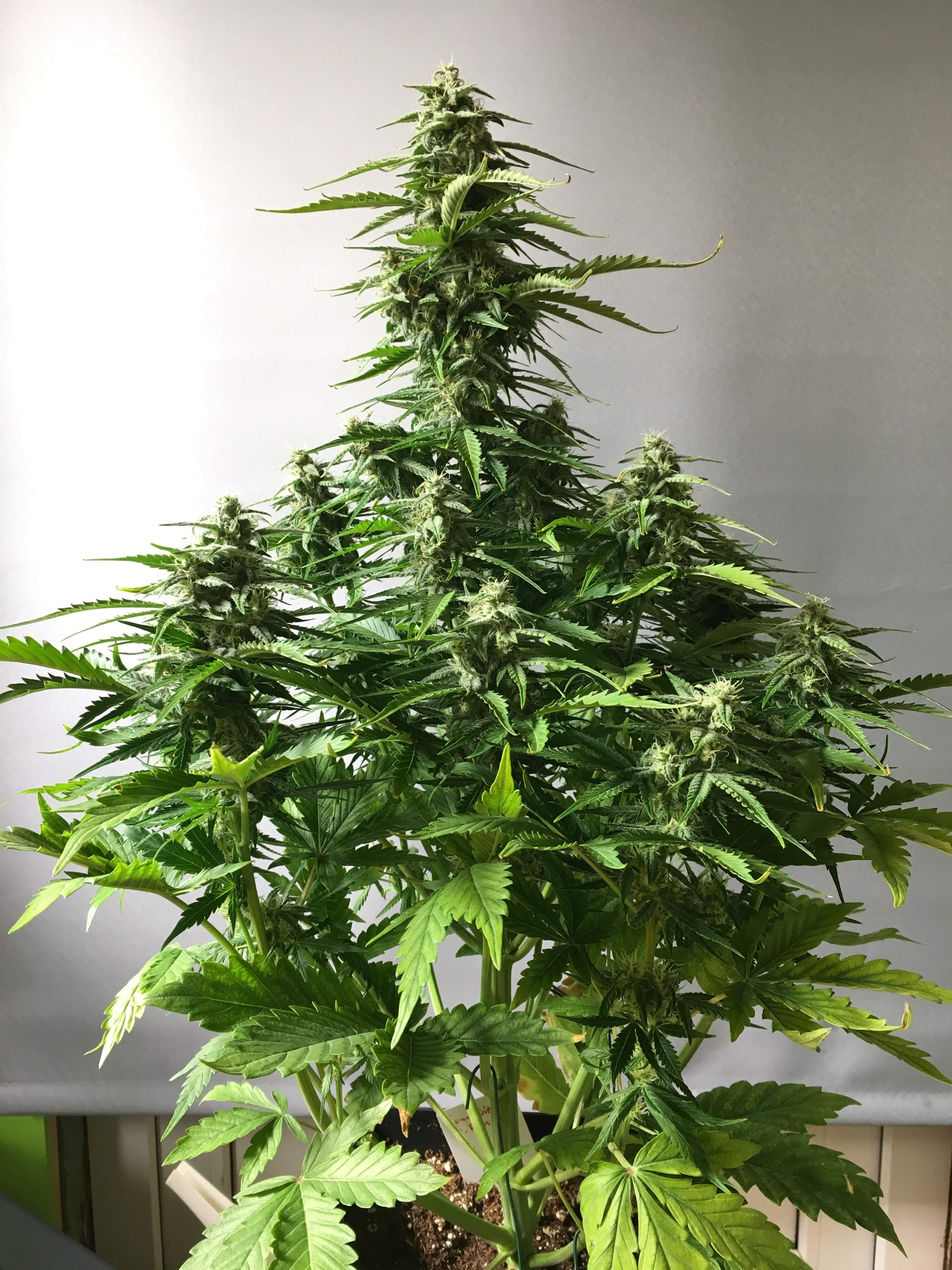 Dinafem Sour Diesel Autoflowering, Dinafem Blue Kush Autoflowering grow