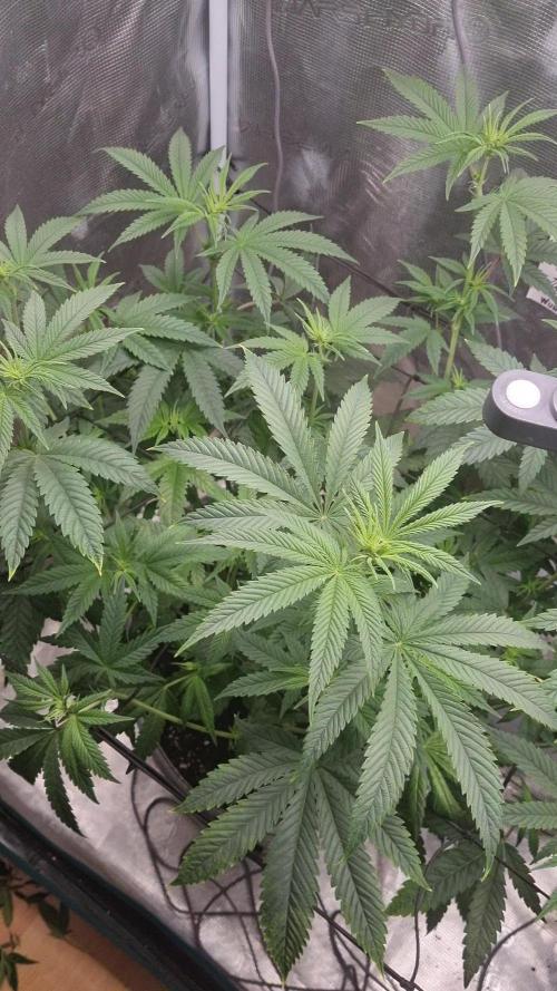 AnanaZ 🍍  and Carbon Filter X OG kush