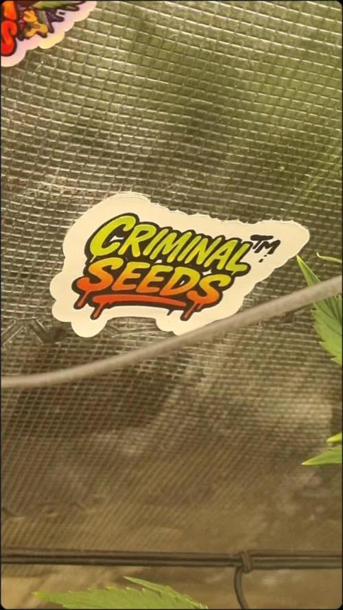 AnanaZ 🍍  and Carbon Filter X OG kush