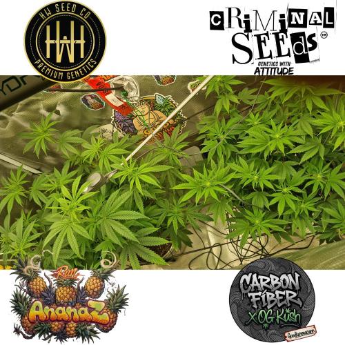 AnanaZ 🍍  and Carbon Filter X OG kush. Week 1