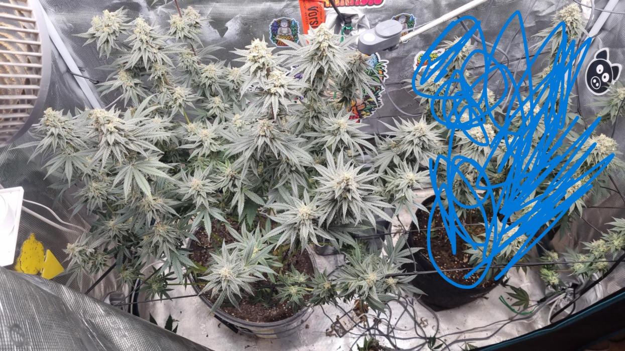 AnanaZ🍍 (will be my next addiction). Week 7