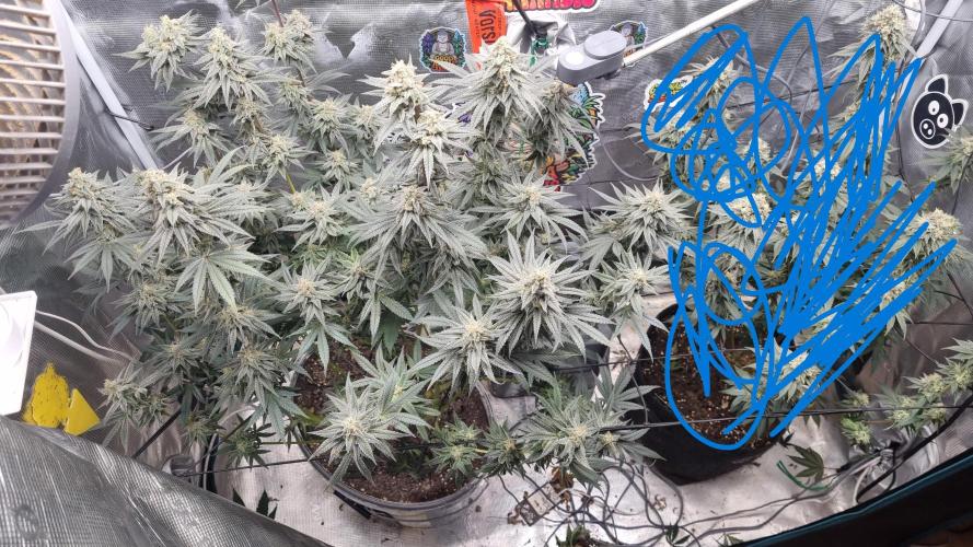 AnanaZ🍍 (will be my next addiction). Week 7