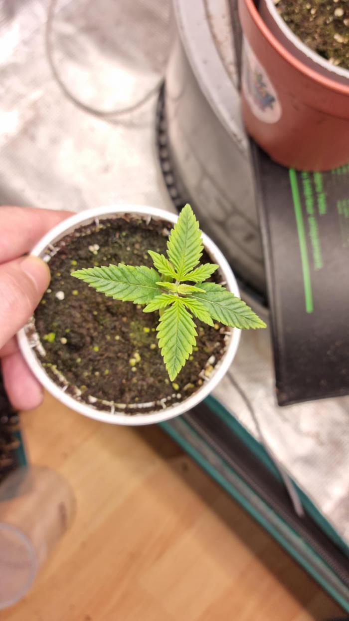 AnanaZ🍍 (will be my next addiction). Week 0