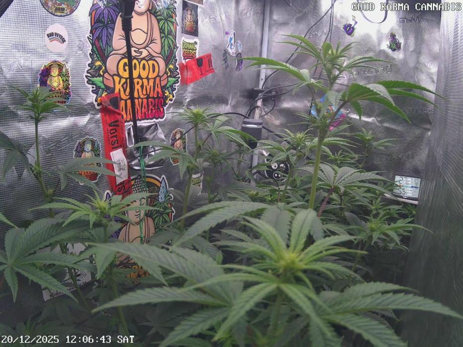 AnanaZ🍍 (will be my next addiction). Week 1 - Already was showing to nut get down on that strech!