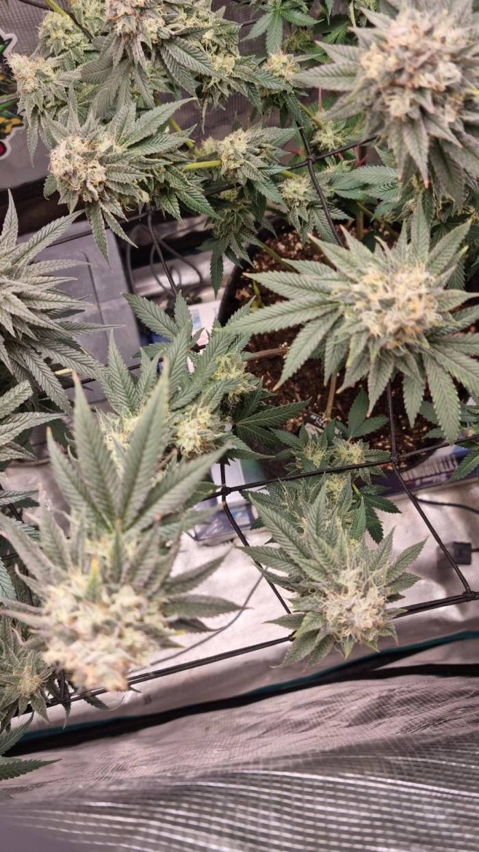 Criminal Seeds: Carbon Filter X OG kush. Week 6