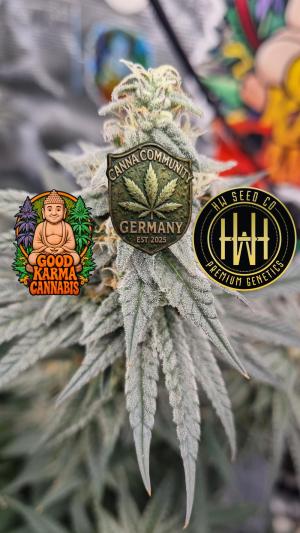 Comment by GoodKarmaCannabis photo #1