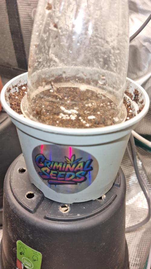 Criminal Seeds: Carbon Filter X OG kush. Week 0
