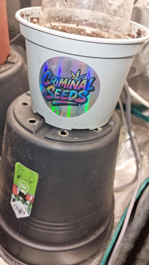 Criminal Seeds: Carbon Filter X OG kush. Week 0