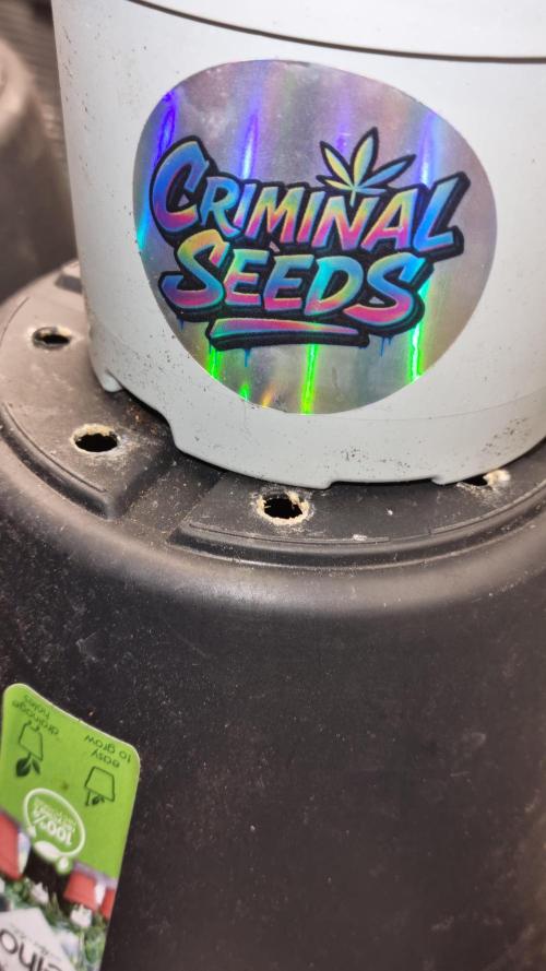 Criminal Seeds: Carbon Filter X OG kush. Week 0