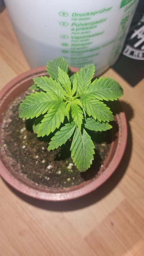 Criminal Seeds: Carbon Filter X OG kush. Week 2 - New