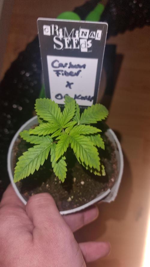 Criminal Seeds: Carbon Filter X OG kush. Week 2 - New 1