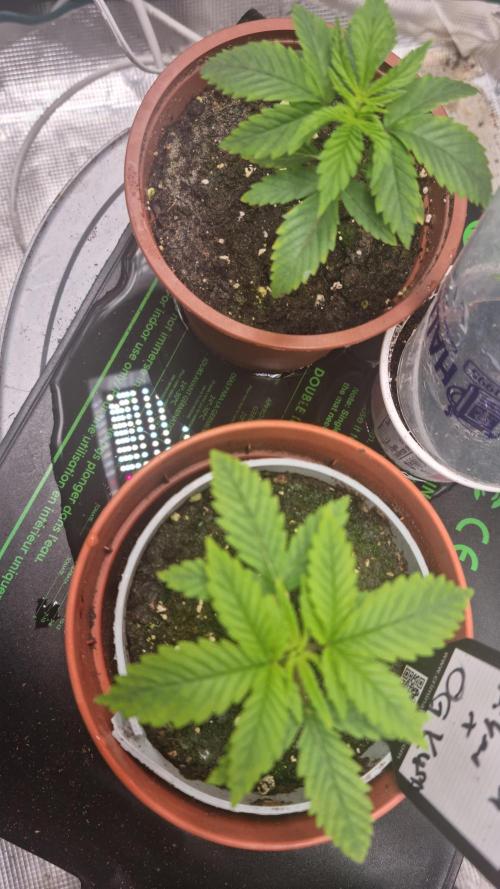 Criminal Seeds: Carbon Filter X OG kush. Week 2 - 2 new