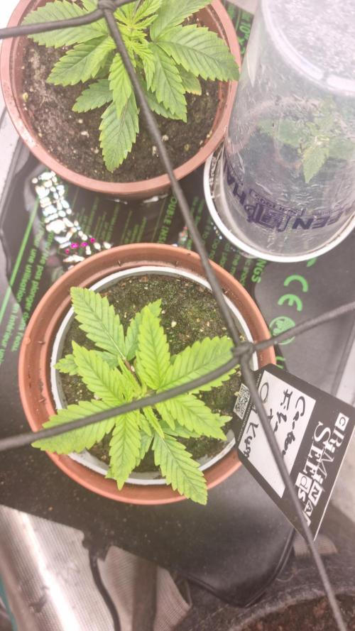 Criminal Seeds: Carbon Filter X OG kush. Week 2 - 3 new