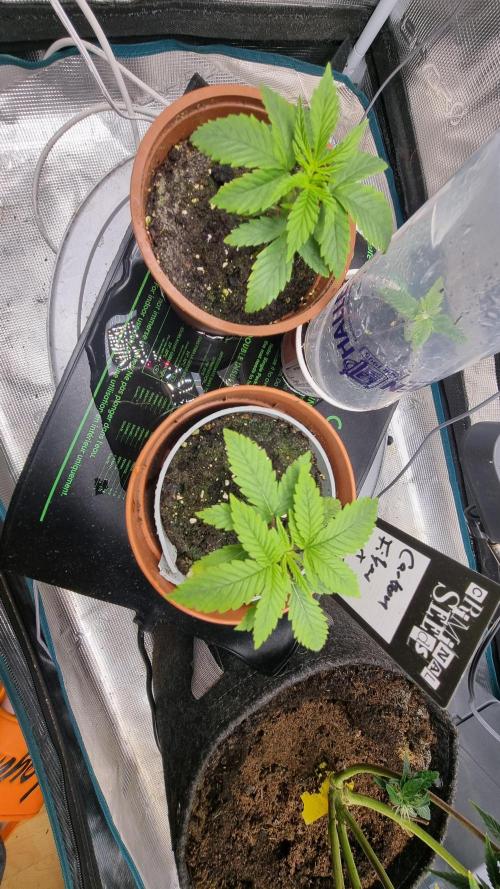 Criminal Seeds: Carbon Filter X OG kush. Week 2 - New