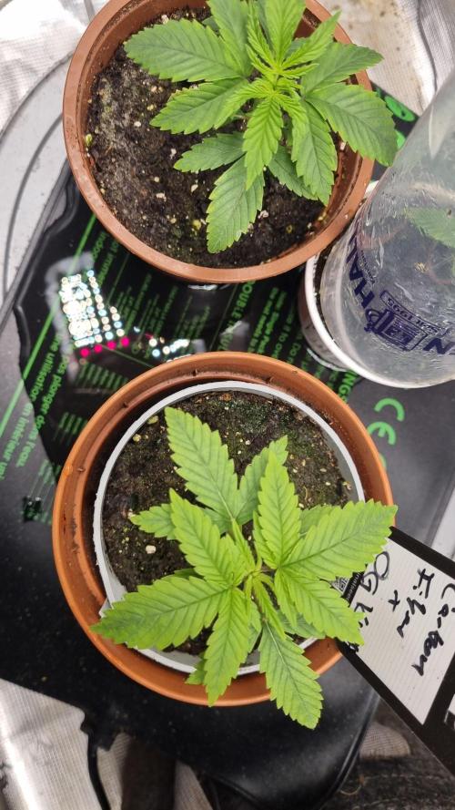 Criminal Seeds: Carbon Filter X OG kush. Week 2 - New