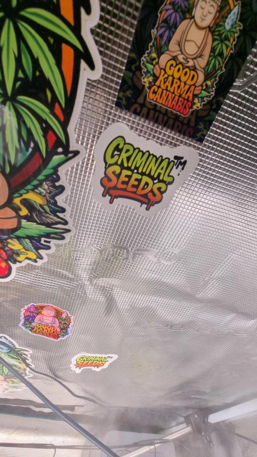 Criminal Seeds: Carbon Filter X OG kush. Week 2 - Criminal seeds 