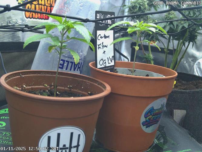 Criminal Seeds: Carbon Filter X OG kush. Week 2 - No