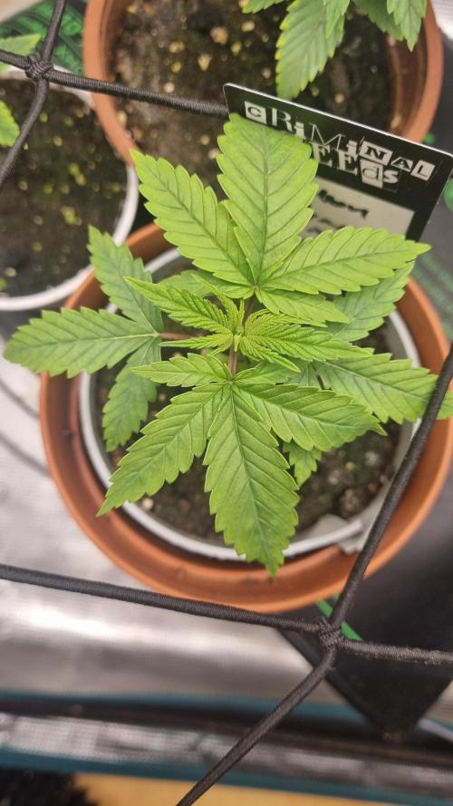 Criminal Seeds: Carbon Filter X OG kush. Week 2