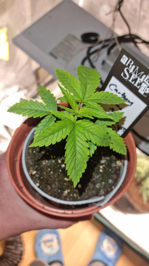 Criminal Seeds: Carbon Filter X OG kush. Week 2