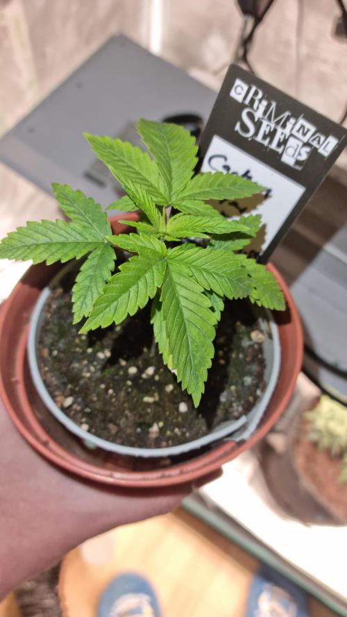 Criminal Seeds: Carbon Filter X OG kush. Week 2