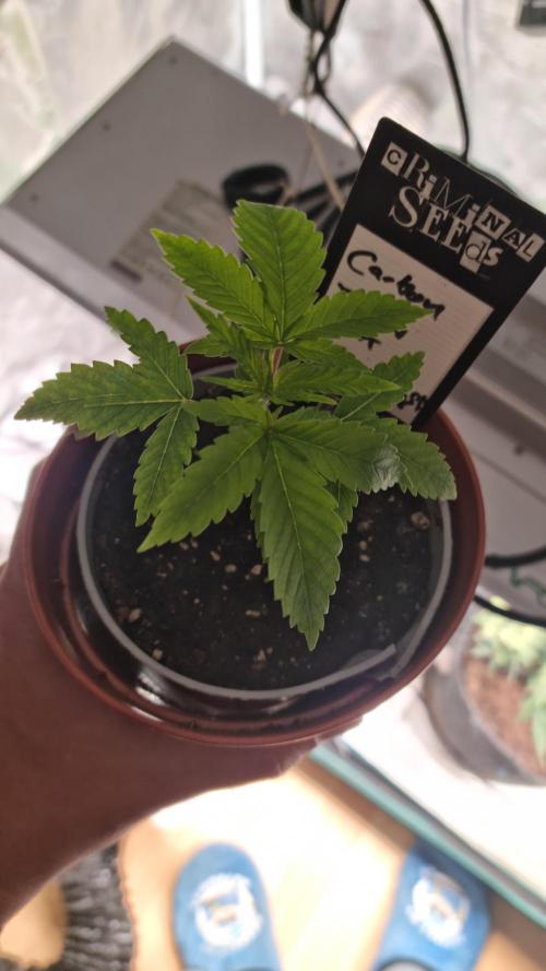 Criminal Seeds: Carbon Filter X OG kush. Week 2