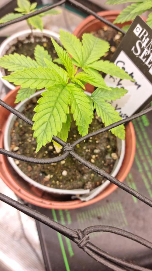 Criminal Seeds: Carbon Filter X OG kush. Week 2