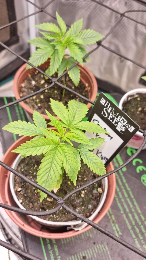 Criminal Seeds: Carbon Filter X OG kush. Week 2