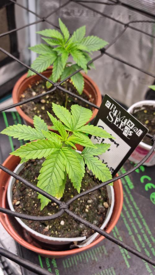 Criminal Seeds: Carbon Filter X OG kush. Week 2
