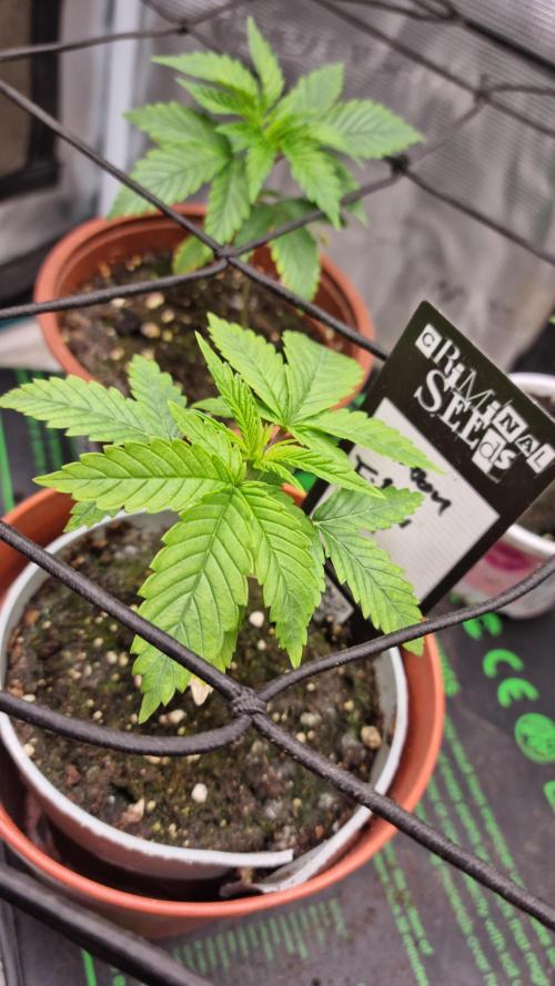 Criminal Seeds: Carbon Filter X OG kush. Week 2