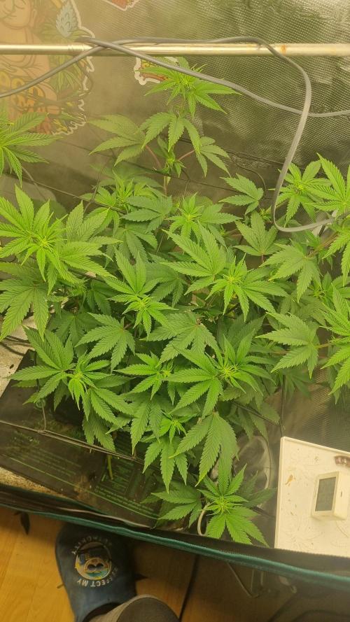 Criminal Seeds: Carbon Filter X OG kush. Week 7 - 
2 more weeks 
