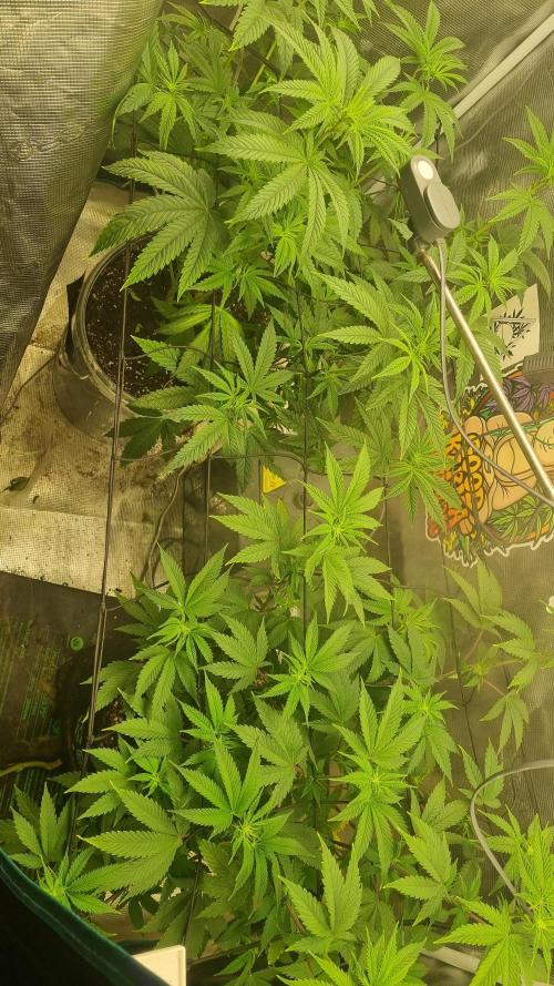 Criminal Seeds: Carbon Filter X OG kush. Week 7 - Than in flower Mode 