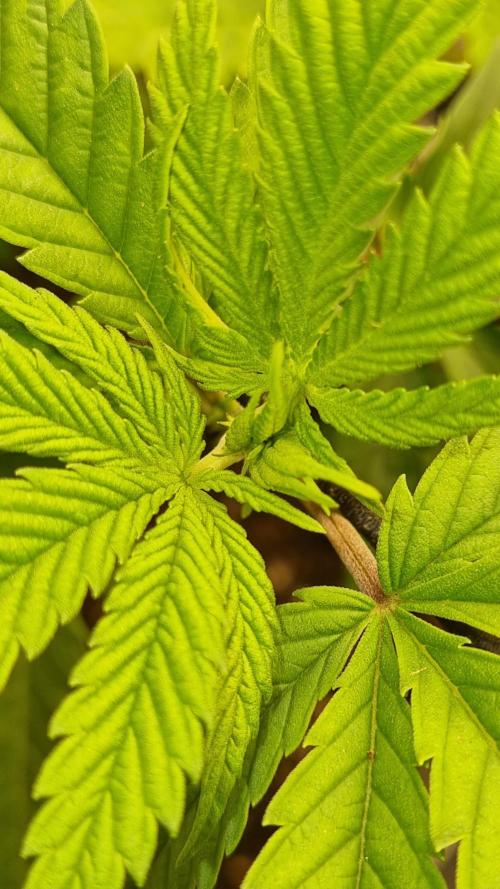 AnanaZ🍍 (will be my next addiction). Week 6