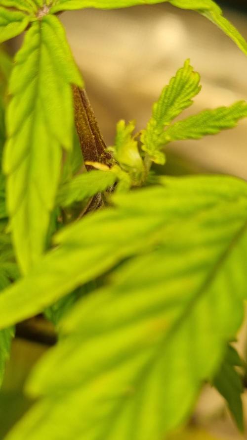 AnanaZ🍍 (will be my next addiction). Week 6