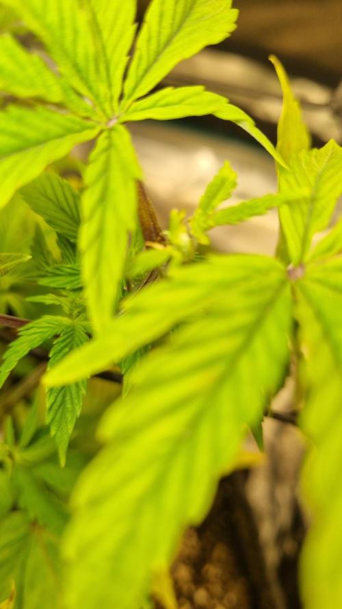 AnanaZ🍍 (will be my next addiction). Week 6