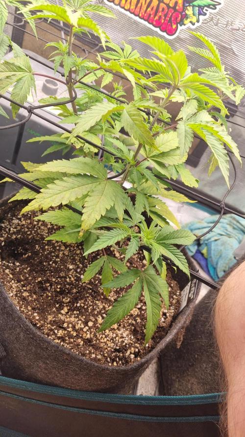 AnanaZ🍍 (will be my next addiction). Week 6