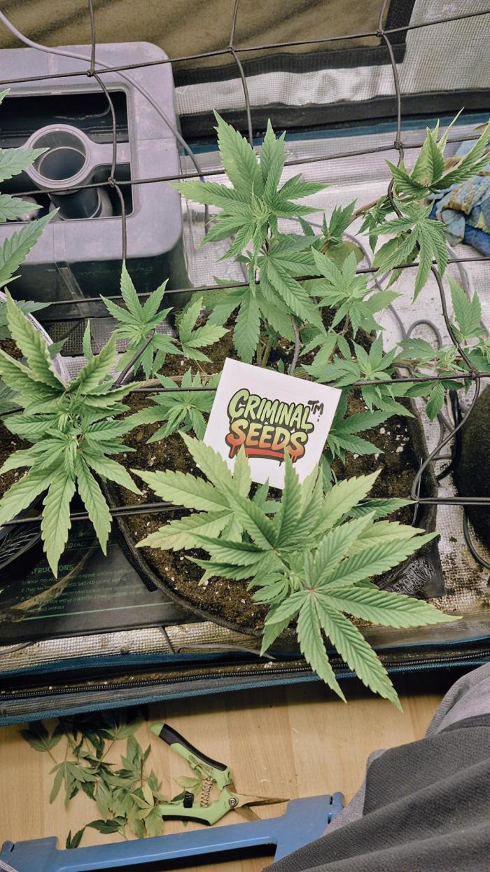 AnanaZ🍍 (will be my next addiction). Week 3