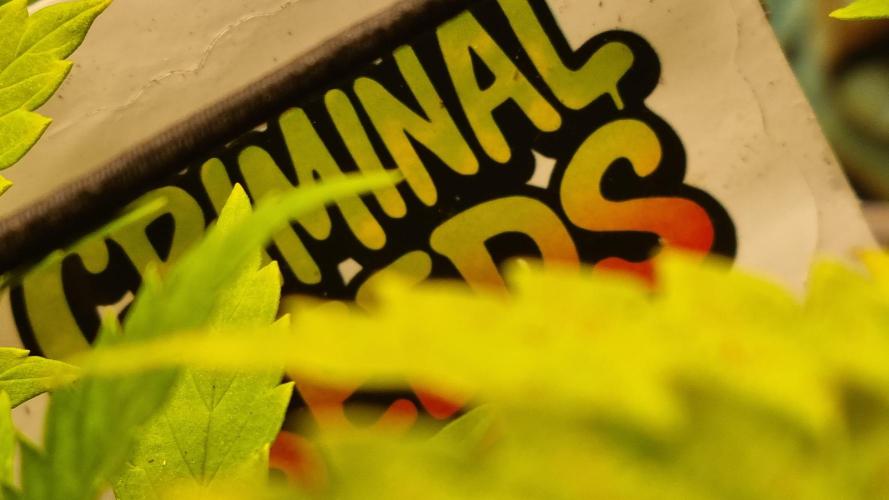 Criminal Seeds: Carbon Filter X OG kush. Week 5