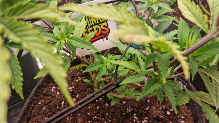 Criminal Seeds: Carbon Filter X OG kush. Week 5