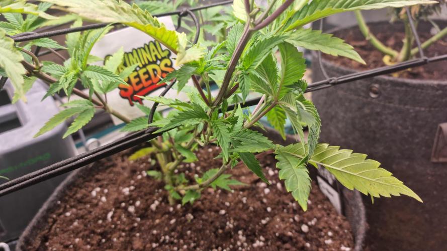 Criminal Seeds: Carbon Filter X OG kush. Week 5