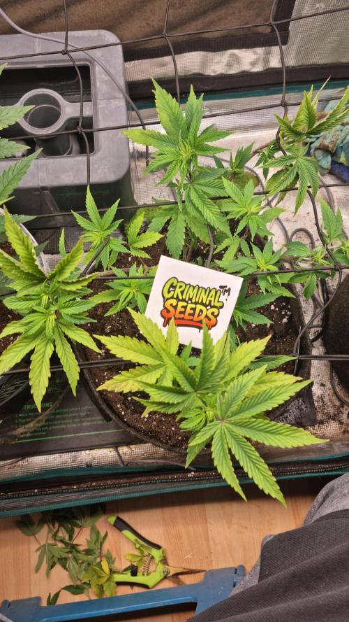 Criminal Seeds: Carbon Filter X OG kush. Week 5