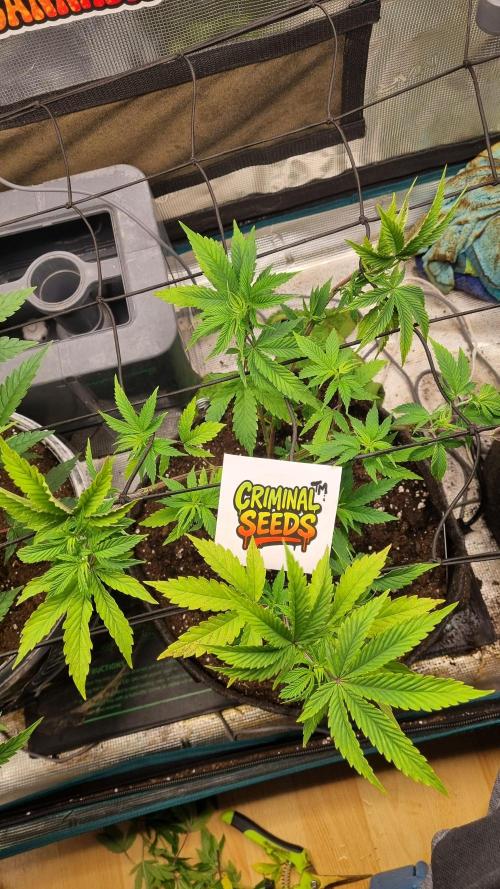 Criminal Seeds: Carbon Filter X OG kush. Week 5