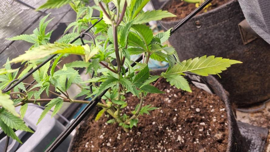 Criminal Seeds: Carbon Filter X OG kush. Week 5