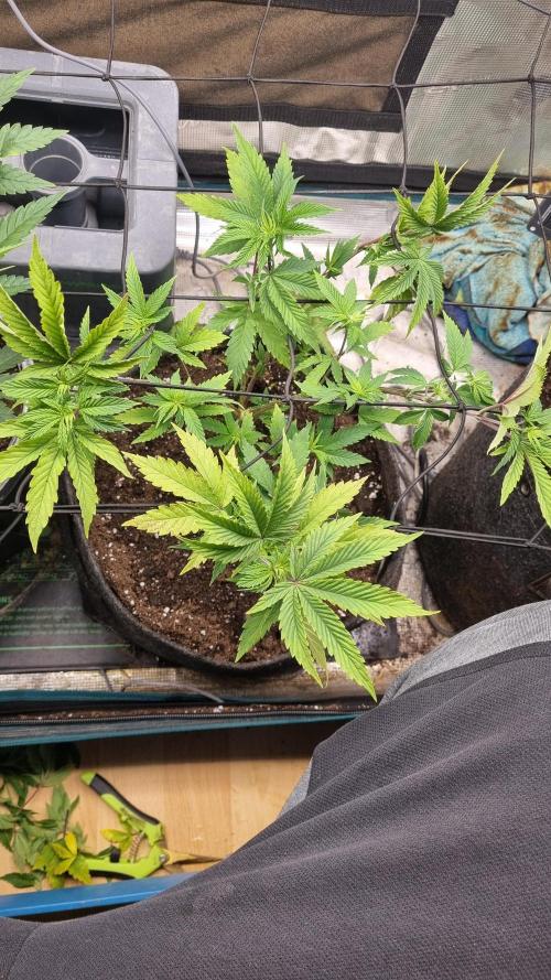 Criminal Seeds: Carbon Filter X OG kush. Week 5