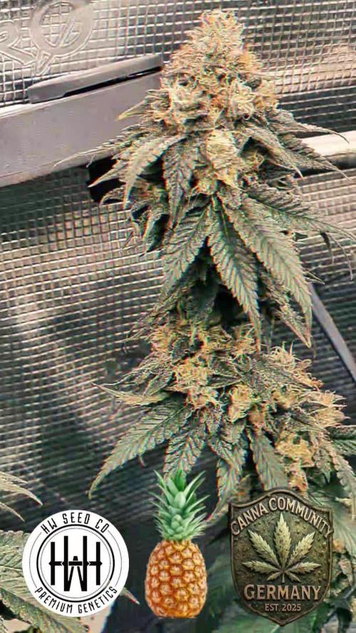 AnanaZ🍍 (will be my next addiction)