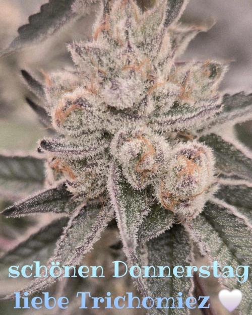 AnanaZ🍍 (will be my next addiction). Week 1