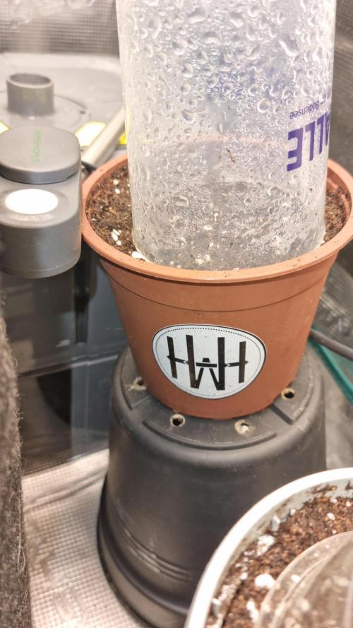 AnanaZ🍍 (will be my next addiction). Week 1 - Hilf den Wurzeln sich erstmal in Ruhe auszubrein