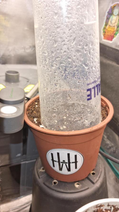 AnanaZ🍍 (will be my next addiction). Week 1