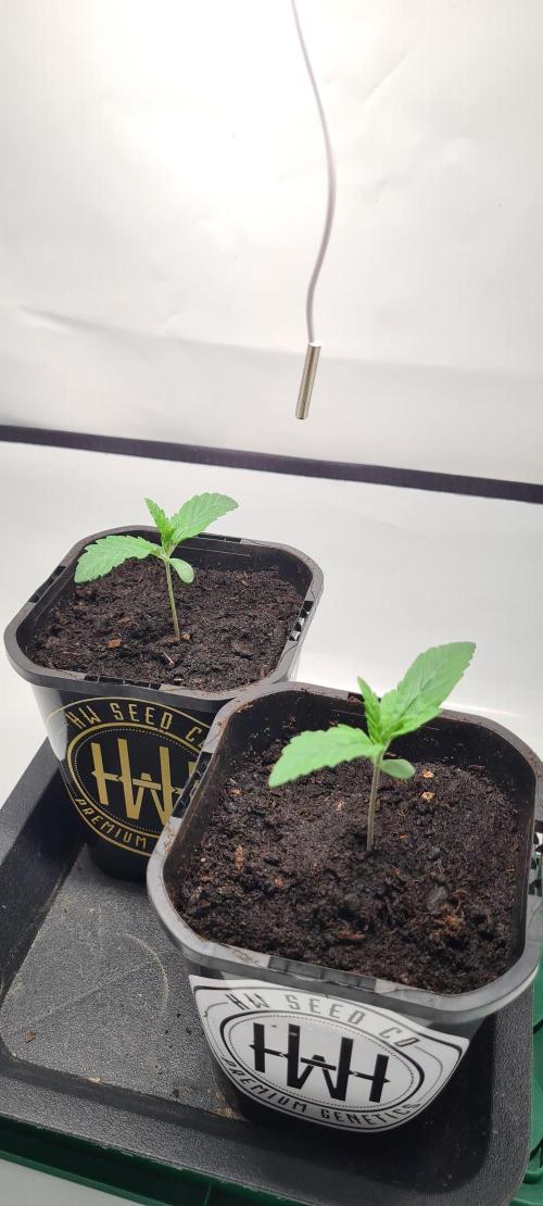 AnanaZ🍍 (will be my next addiction). Week 1 - Wenn Sie diese Größe haben kommen die ohne Haube ins Zelt 